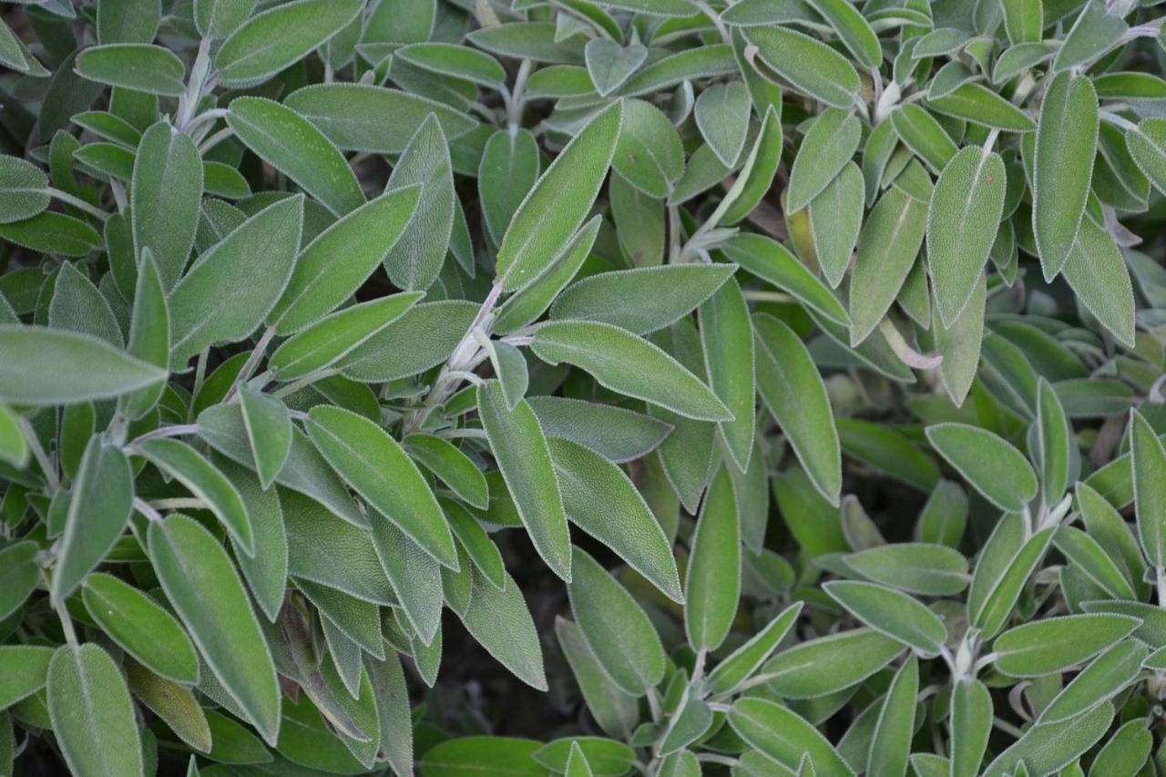 דירות San Miguel de la Pineda Mas Franch מראה חיצוני תמונה